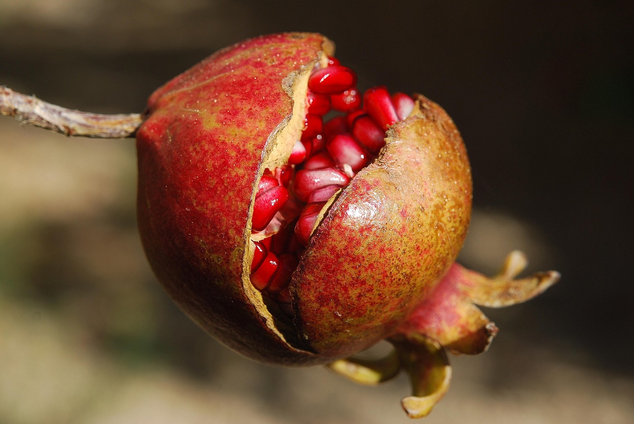 entdecken sie die welt der superfoods: gesunde, nährstoffreiche lebensmittel, die ihr wohlbefinden steigern. erfahren sie mehr über vorteile, anwendung und rezepte für jeden tag.