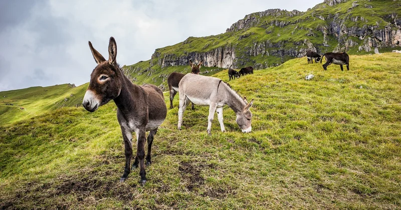 Mules für Herren: unterschätzt und leise zurück