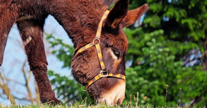 Was eine Mule eigentlich ist